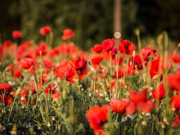 Scharf fokussierte rote Mohnblumen im Vordergrund mit einem verschwommenen grünen Hintergrund, der die Tiefe des Feldes betont. Zum Entspannen für Geschaeftskunden