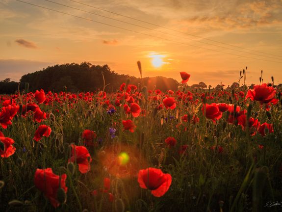 Das Bild zeigt ein atemberaubendes Feld voller roter Mohnblumen bei Sonnenuntergang. Die Sonne sinkt gerade hinter einem kleinen Hügel am Horizont und taucht die Szene in ein warmes, goldenes Licht. Die Mohnblumen im Vordergrund sind detailliert und leuchtend, was einen starken Kontrast zum dunkleren Hintergrund bildet, und verleihen der Landschaft eine friedliche, fast magische Atmosphäre.